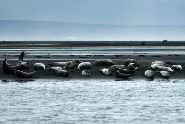 Tuleni u jezera Sigr� ðarstaðavatn